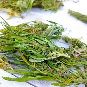 hemp cannabis tea 100g