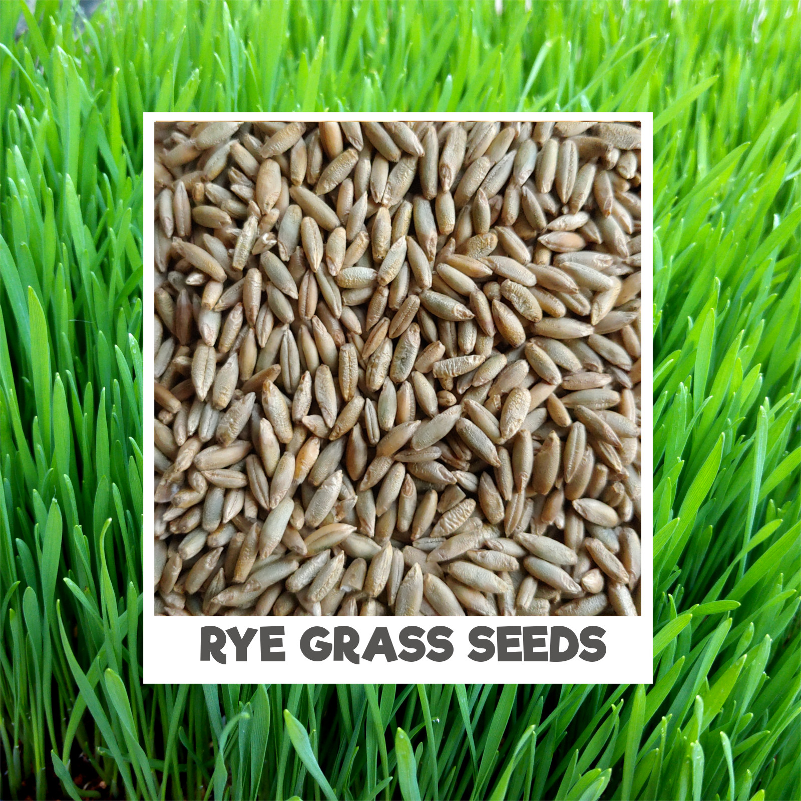 Organic Pet Rye Grass Seeds Fully grown in 14 days 