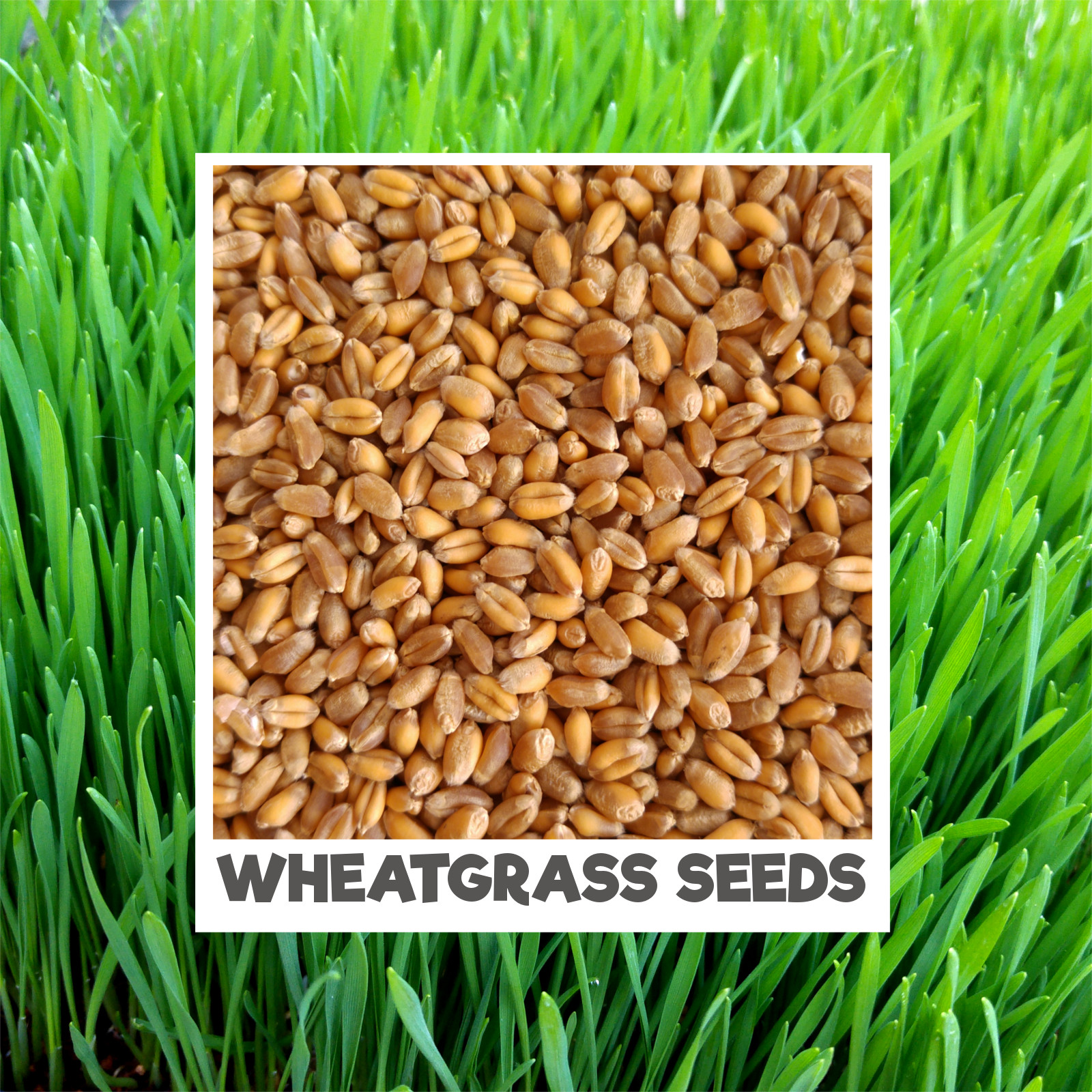 8 Ounces- 100% Organic Non GMO Hard Red Wheat Cat Grass Seeds Harvested in The US Easy to Grow. Organic Wheat Grass Seeds 