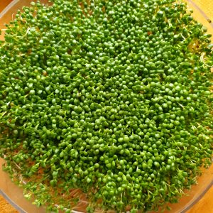 Organic Red Clover Sprouting Seeds