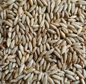 Organic Whole Raw Rye Grain Seeds for Sprouting and Juicing