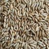 Organic Whole Rye Grain -for COOKING and GRINDING
