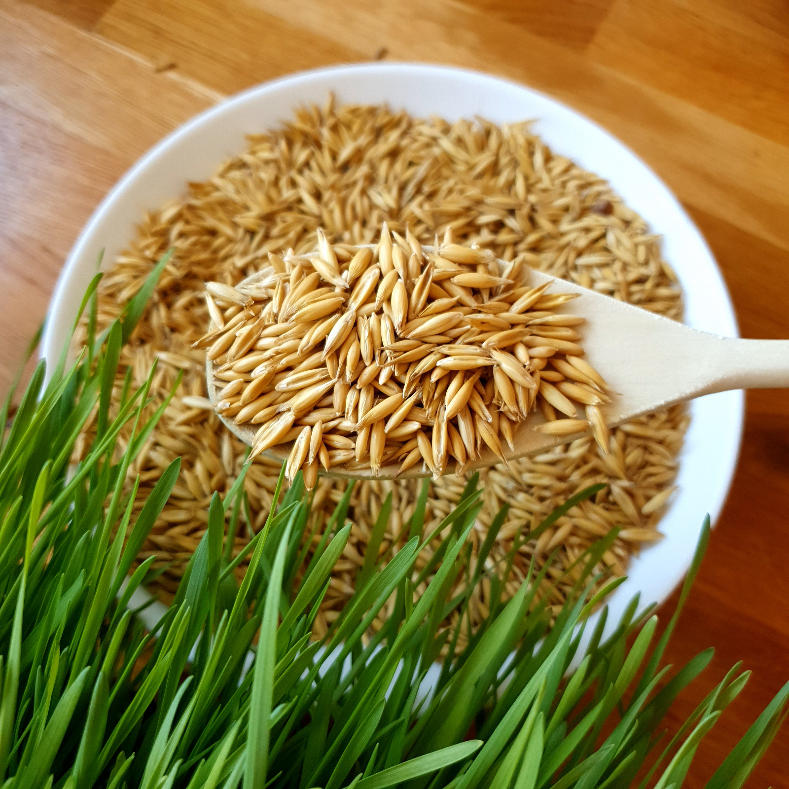 Organic Oat Sprouting Seeds