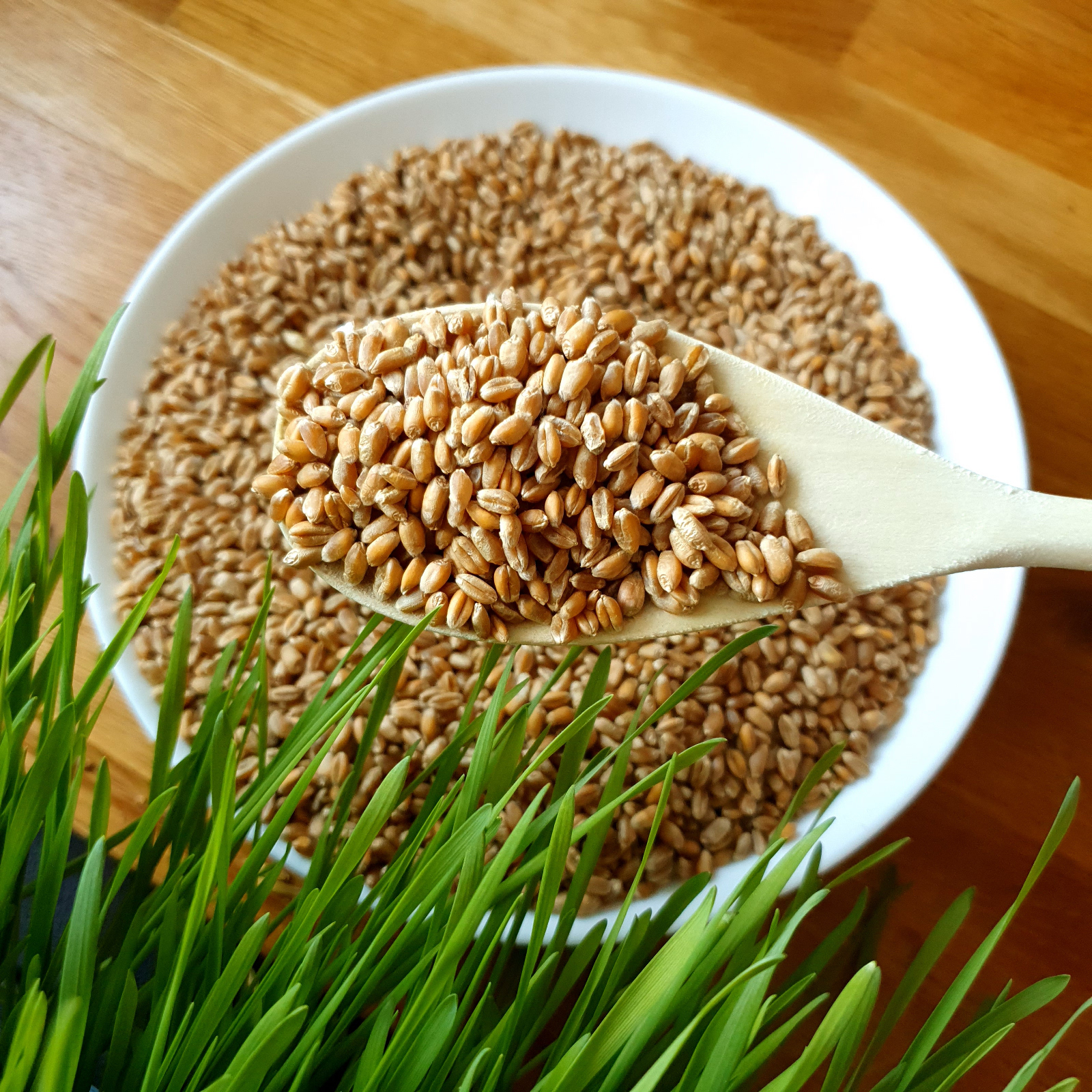 Organic Wheat Sprouting Seeds- N-SEEDS